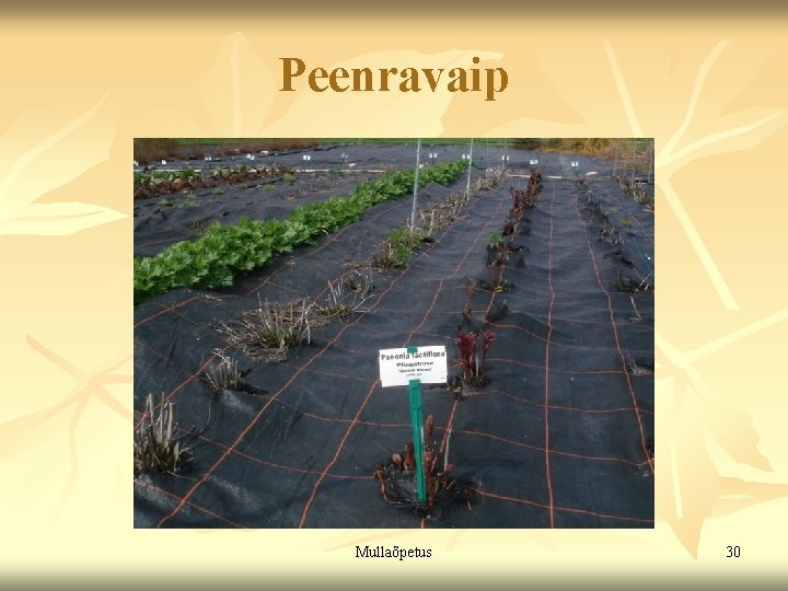 Peenravaip Mullaõpetus 30 Peenravaip Mullaõpetus 30