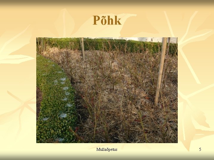 Põhk Mullaõpetus 5 Põhk Mullaõpetus 5
