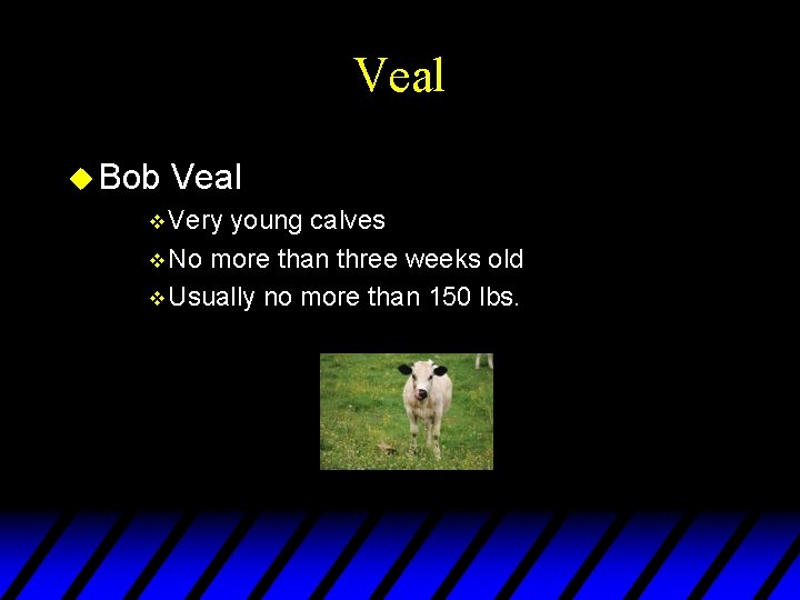 Veal u Bob Veal v Very young calves v No more than three weeks