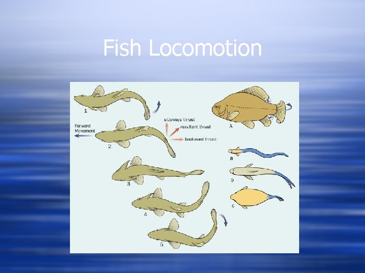 Fish Locomotion 