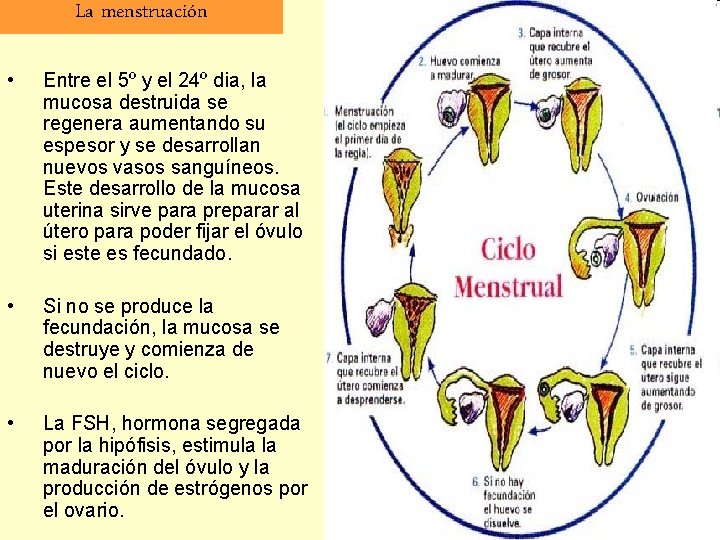 La menstruación • Entre el 5º y el 24º dia, la mucosa destruida se