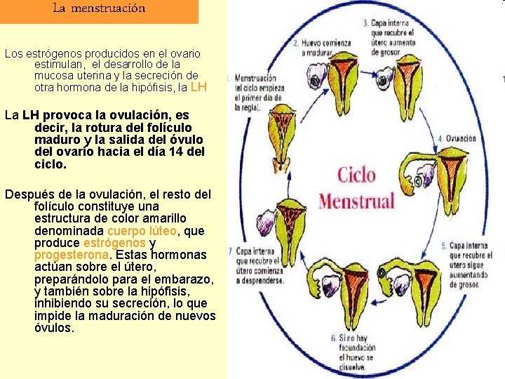 La menstruación Los estrógenos producidos en el ovario estimulan, el desarrollo de la mucosa