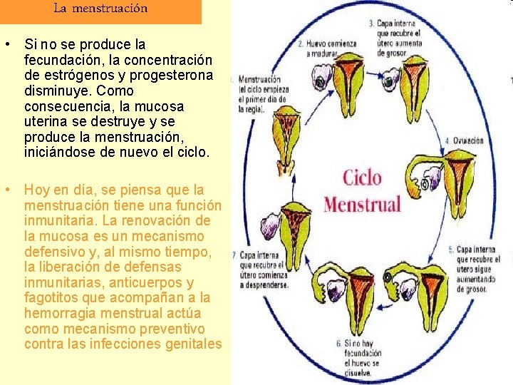 La menstruación • Si no se produce la fecundación, la concentración de estrógenos y