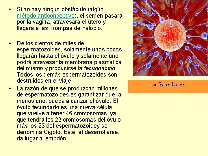  • Si no hay ningún obstáculo (algún método anticonceptivo), el semen pasará por