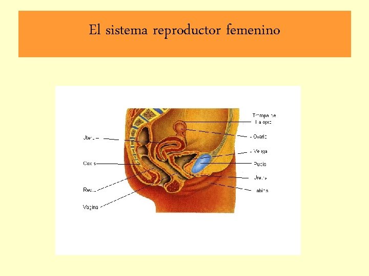 El sistema reproductor femenino 