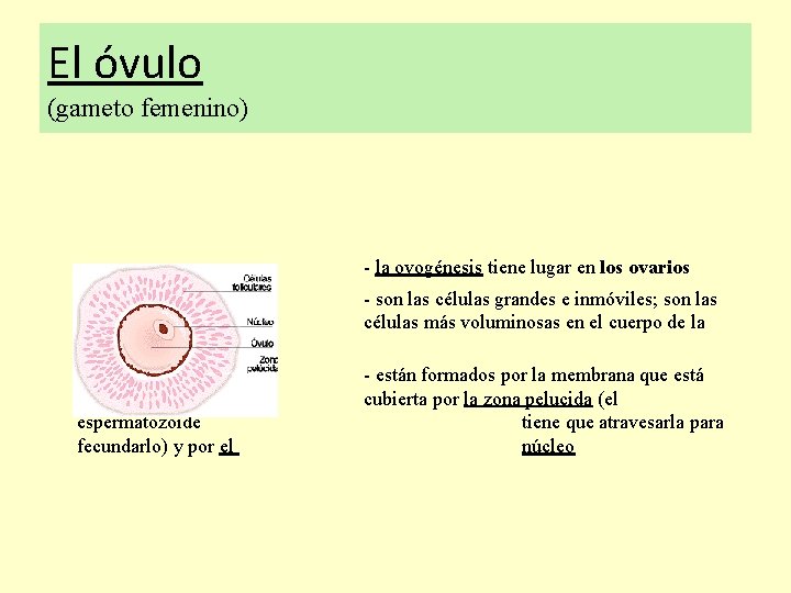 El óvulo (gameto femenino) - la ovogénesis tiene lugar en los ovarios - son