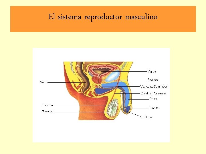 El sistema reproductor masculino 