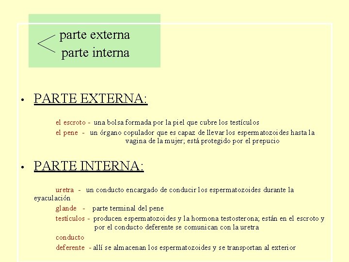  parte externa parte interna • PARTE EXTERNA: el escroto - una bolsa formada