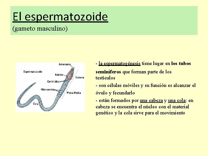 El espermatozoide (gameto masculino) - la espermatogénesis tiene lugar en los tubos la seminíferos