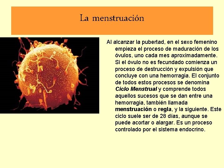 La menstruación Al alcanzar la pubertad, en el sexo femenino empieza el proceso de