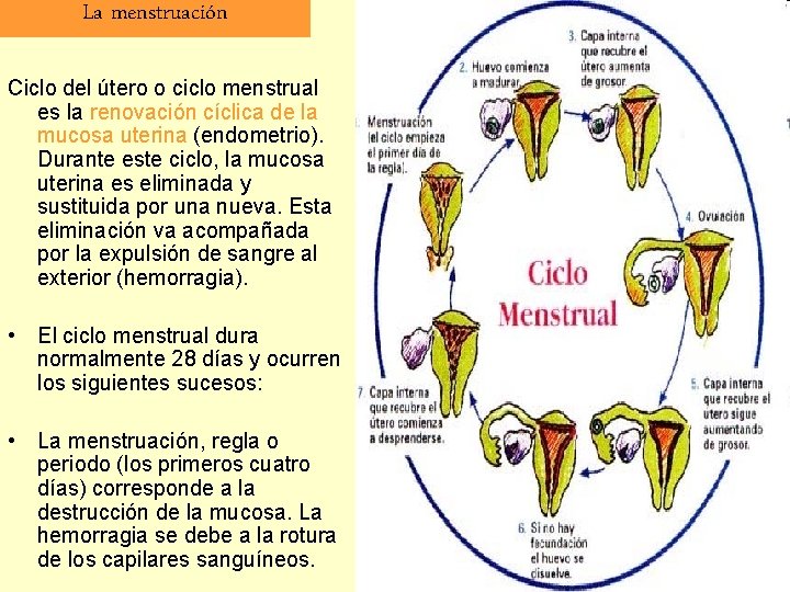 La menstruación Ciclo del útero o ciclo menstrual es la renovación cíclica de la