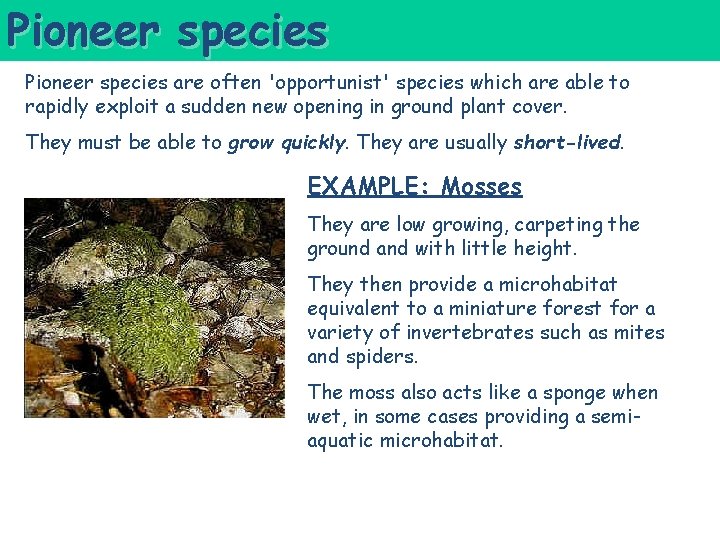 Pioneer species are often 'opportunist' species which are able to rapidly exploit a sudden Pioneer species are often 'opportunist' species which are able to rapidly exploit a sudden