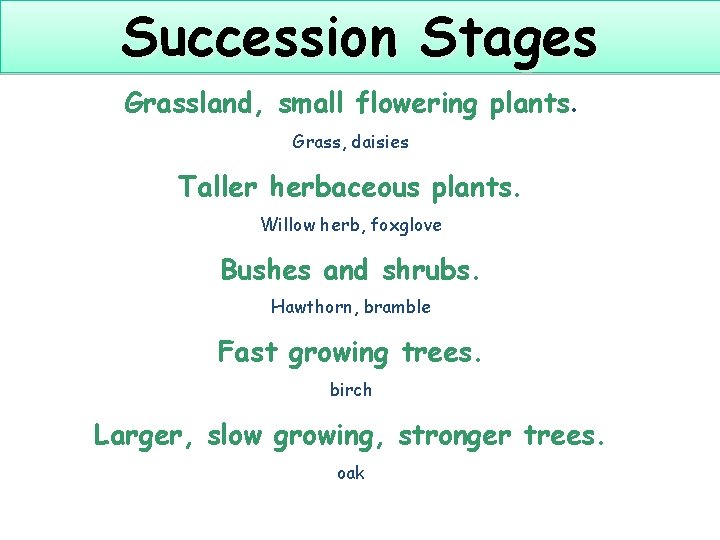 Succession Stages Grassland, small flowering plants. Grass, daisies Taller herbaceous plants. Willow herb, foxglove