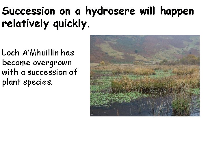 Succession on a hydrosere will happen relatively quickly. Loch A’Mhuillin has become overgrown with Succession on a hydrosere will happen relatively quickly. Loch A’Mhuillin has become overgrown with