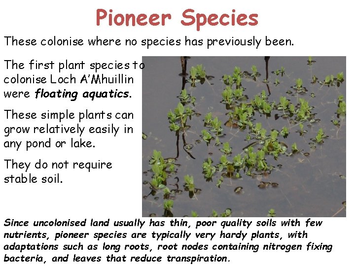 Pioneer Species These colonise where no species has previously been. The first plant species Pioneer Species These colonise where no species has previously been. The first plant species