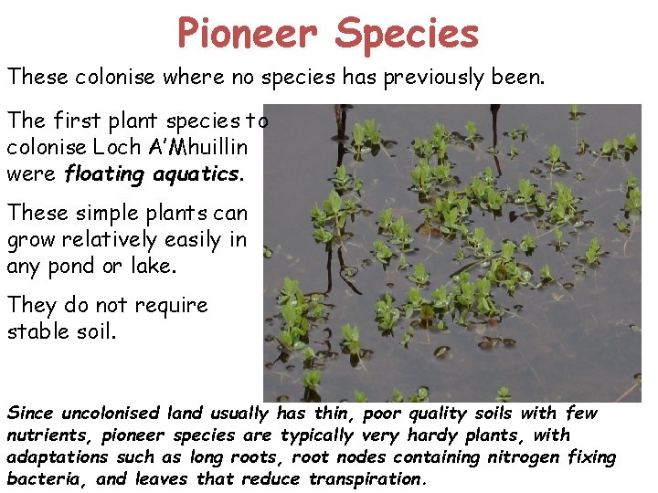 Pioneer Species These colonise where no species has previously been. The first plant species