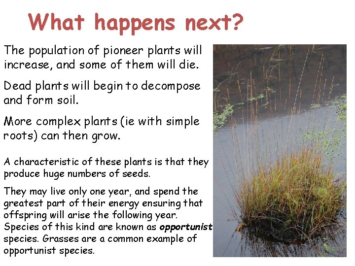 What happens next? The population of pioneer plants will increase, and some of them What happens next? The population of pioneer plants will increase, and some of them