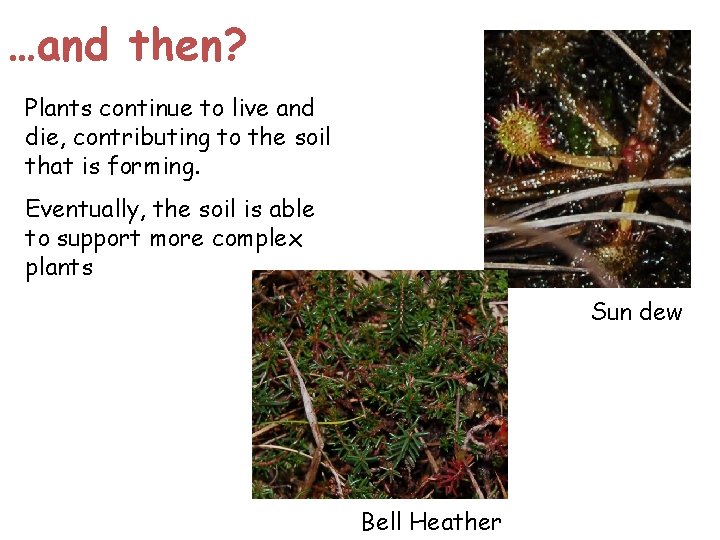 …and then? Plants continue to live and die, contributing to the soil that is