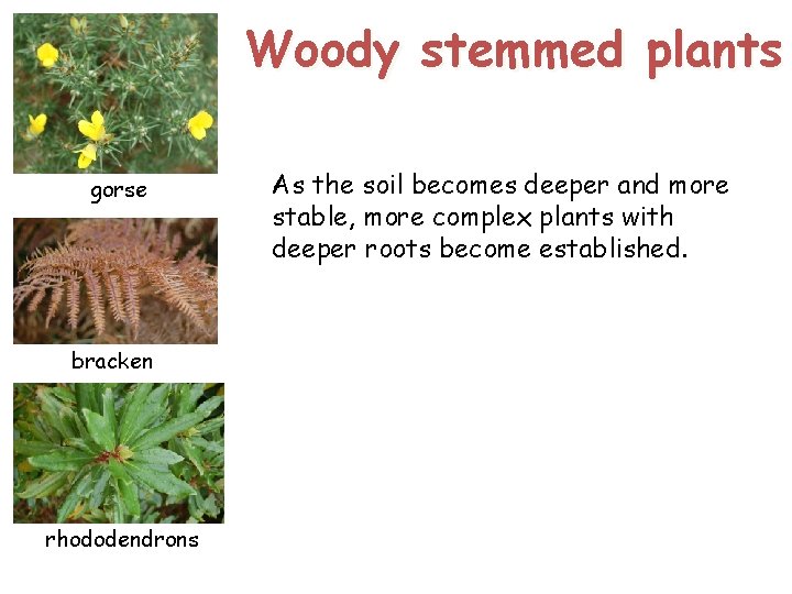 Woody stemmed plants gorse bracken rhododendrons As the soil becomes deeper and more stable, Woody stemmed plants gorse bracken rhododendrons As the soil becomes deeper and more stable,