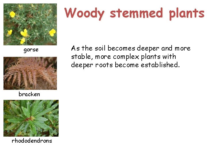 Woody stemmed plants gorse bracken rhododendrons As the soil becomes deeper and more stable,