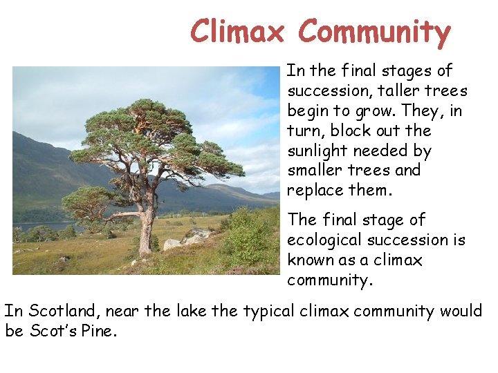 Climax Community In the final stages of succession, taller trees begin to grow. They, Climax Community In the final stages of succession, taller trees begin to grow. They,