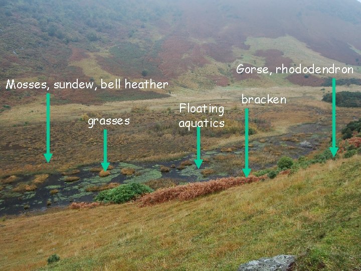 Gorse, rhododendron Mosses, sundew, bell heather grasses Floating aquatics bracken Gorse, rhododendron Mosses, sundew, bell heather grasses Floating aquatics bracken