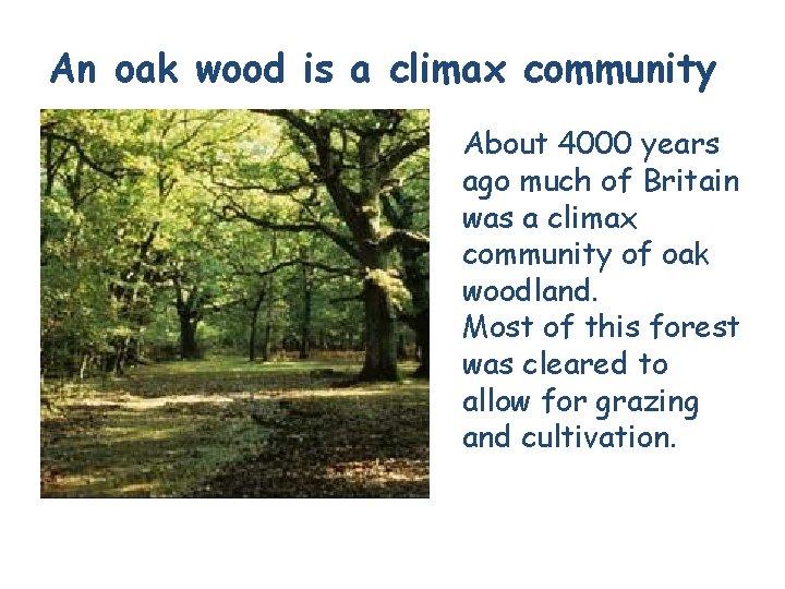 An oak wood is a climax community About 4000 years ago much of Britain An oak wood is a climax community About 4000 years ago much of Britain