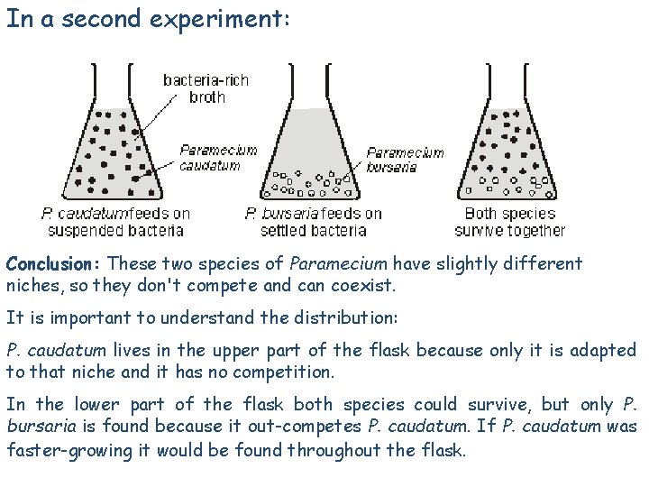 In a second experiment: Conclusion: These two species of Paramecium have slightly different niches, In a second experiment: Conclusion: These two species of Paramecium have slightly different niches,