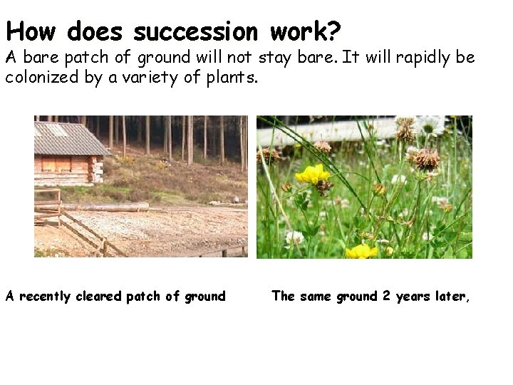 How does succession work? A bare patch of ground will not stay bare. It How does succession work? A bare patch of ground will not stay bare. It