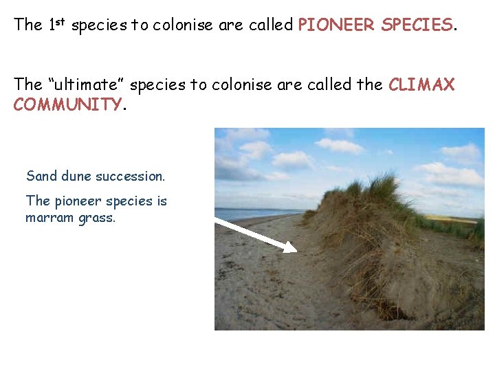 The 1 st species to colonise are called PIONEER SPECIES. The “ultimate” species to