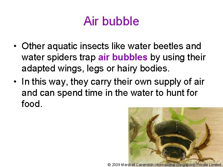 Air bubble • Other aquatic insects like water beetles and water spiders trap air