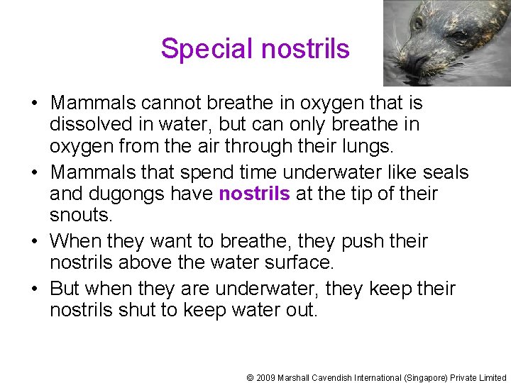 Special nostrils • Mammals cannot breathe in oxygen that is dissolved in water, but