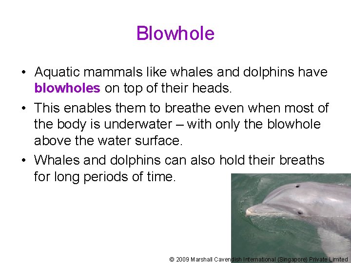 Blowhole • Aquatic mammals like whales and dolphins have blowholes on top of their