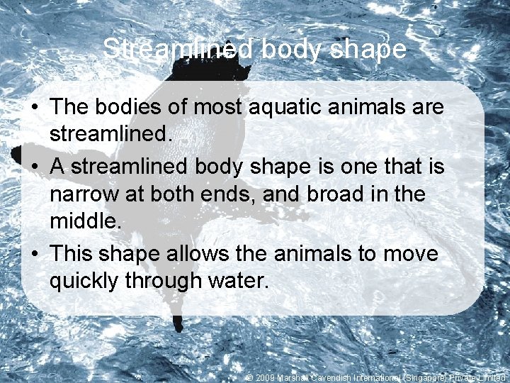 Streamlined body shape • The bodies of most aquatic animals are streamlined. • A