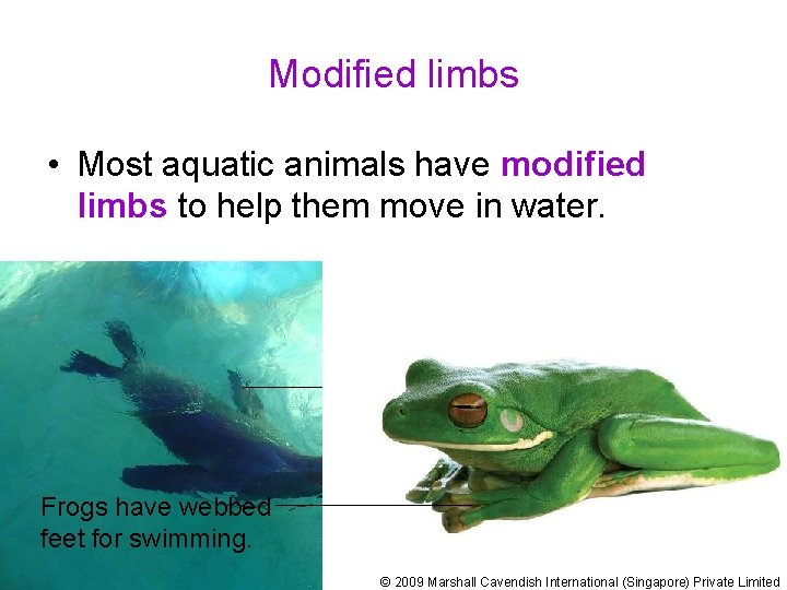 Modified limbs • Most aquatic animals have modified limbs to help them move in