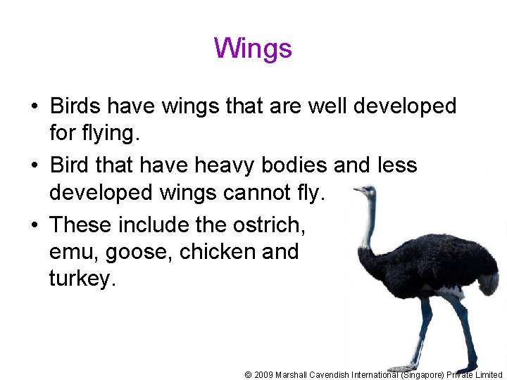 Wings • Birds have wings that are well developed for flying. • Bird that