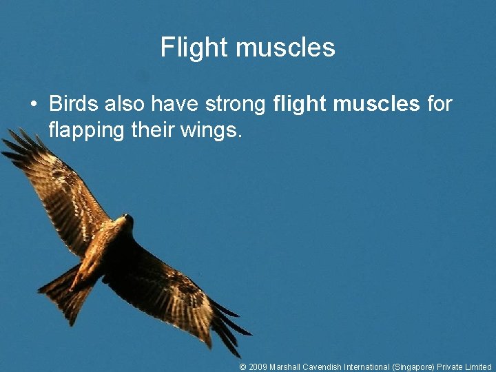 Flight muscles • Birds also have strong flight muscles for flapping their wings. ©