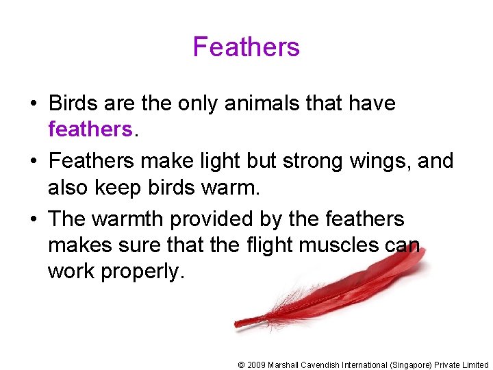 Feathers • Birds are the only animals that have feathers. • Feathers make light
