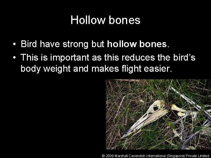 Hollow bones • Bird have strong but hollow bones. • This is important as