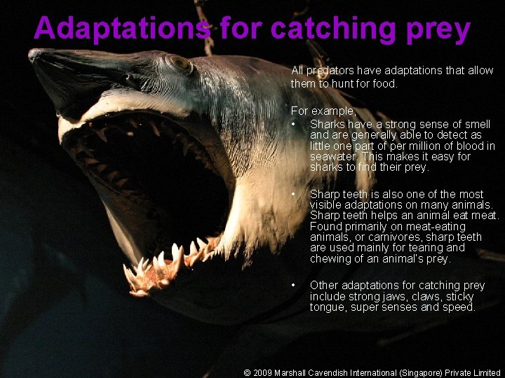 Adaptations for catching prey All predators have adaptations that allow them to hunt for