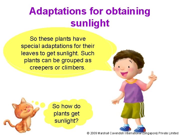 Adaptations for obtaining sunlight Soland these plants have Most plants and trees Plants need