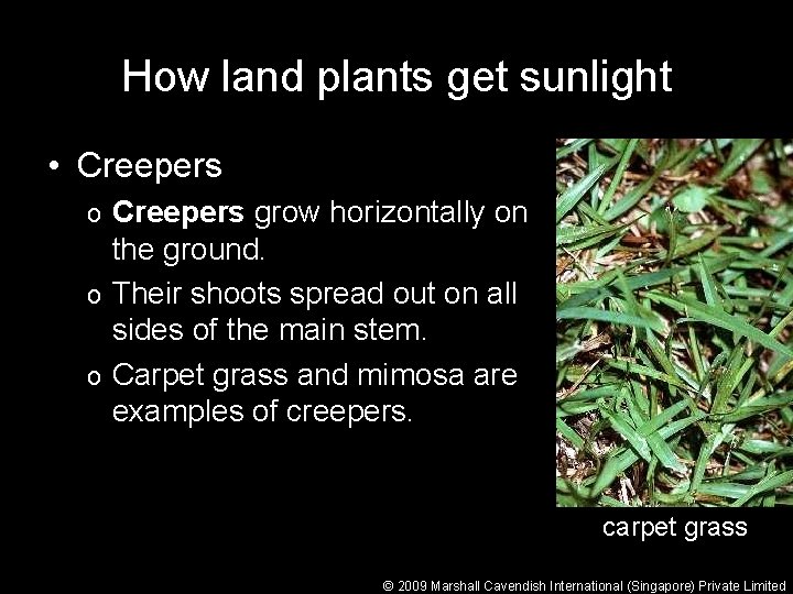 How land plants get sunlight • Creepers grow horizontally on the ground. o Their