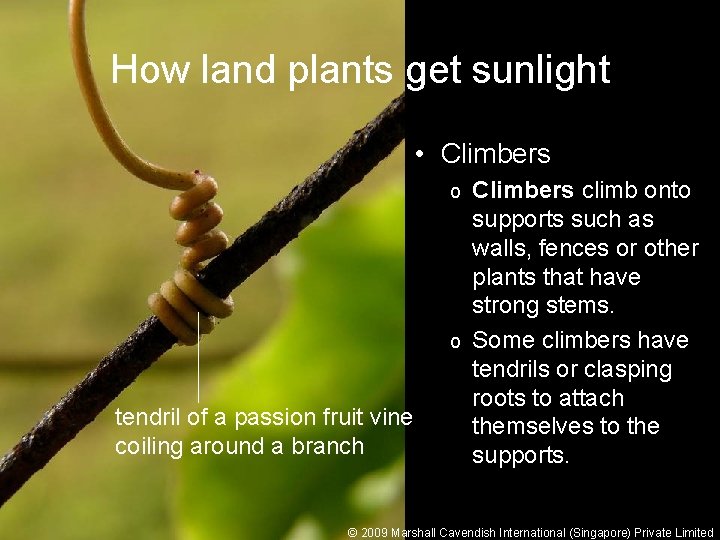 How land plants get sunlight • Climbers climb onto supports such as walls, fences