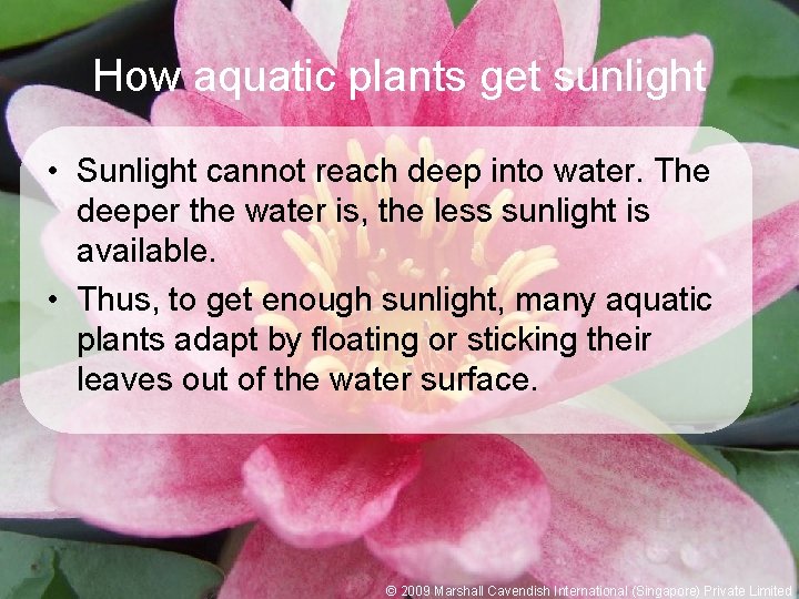 How aquatic plants get sunlight • Sunlight cannot reach deep into water. The deeper