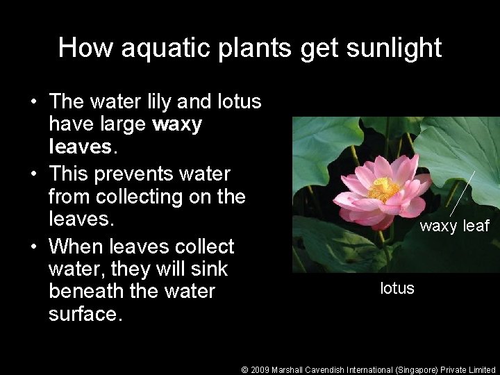 How aquatic plants get sunlight • The water lily and lotus have large waxy