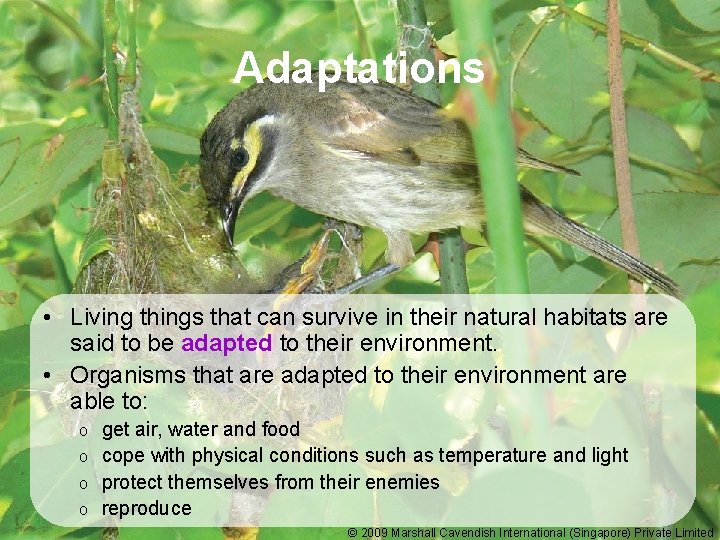 Adaptations • Living things that can survive in their natural habitats are said to