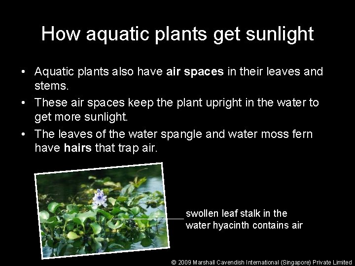 How aquatic plants get sunlight • Aquatic plants also have air spaces in their