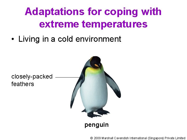 Adaptations for coping with extreme temperatures • Living in a cold environment closely-packed feathers