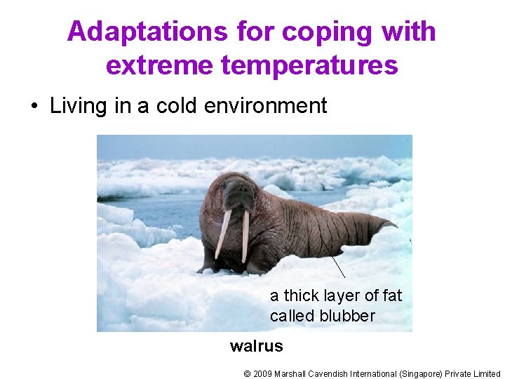 Adaptations for coping with extreme temperatures • Living in a cold environment a thick