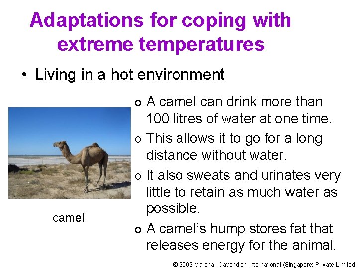 Adaptations for coping with extreme temperatures • Living in a hot environment A camel